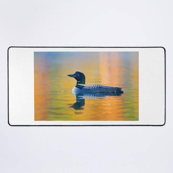 Aperçu de l'œuvre Rainbow Loon - Common Loon créée et vendue par James Cumming.