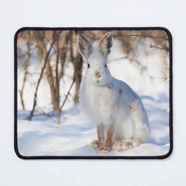 Item preview, Snowshoe hare designed and sold by James Cumming.