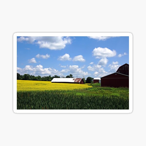 Item preview, Canola Farm designed and sold by Debbie Oppermann.