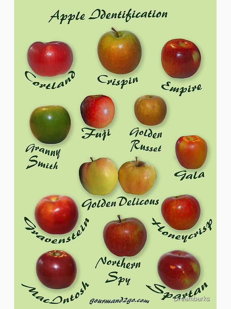 "Apple Identification" Poster for Sale by Dreambarks | Redbubble