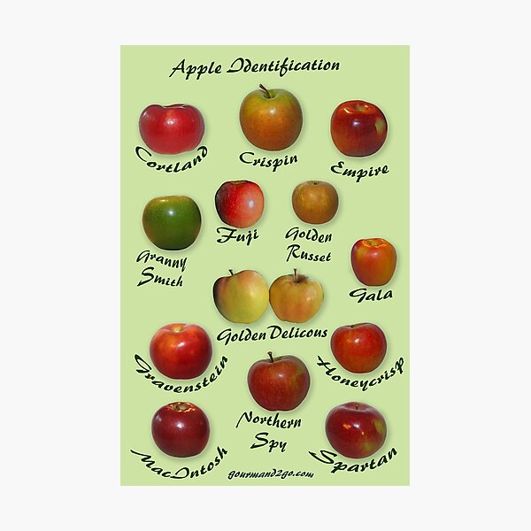 Item preview, Apple Identification designed and sold by Dreambarks.