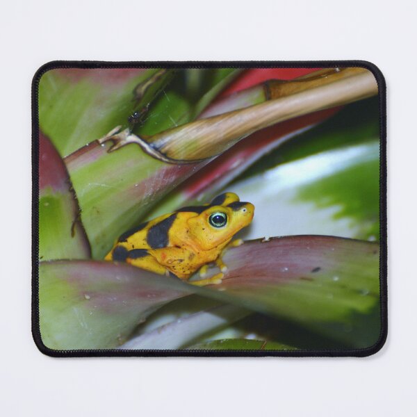 Item preview, Panamanian Golden Frog designed and sold by Savannah Gibbs.