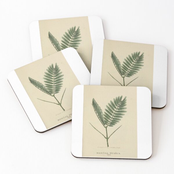 Aperçu de l'œuvre Conception de plantes vintage, classification des plantes créée et vendue par claire-jean.