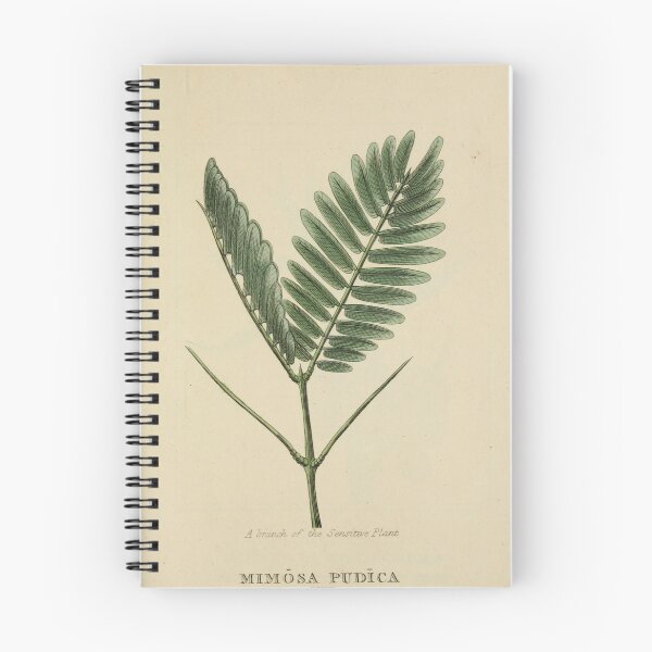 Aperçu de l'œuvre Conception de plantes vintage, classification des plantes créée et vendue par claire-jean.