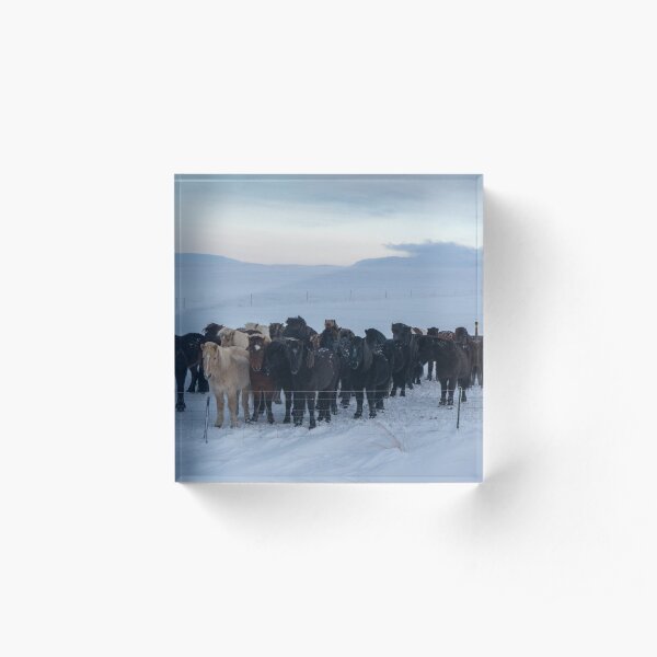 Icelandic Horses Acrylic Block