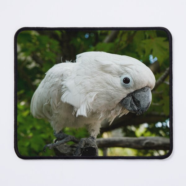 Umbrella Cockatoo Mouse Pad