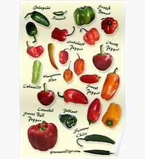 Chili Pepper Identification Poster
