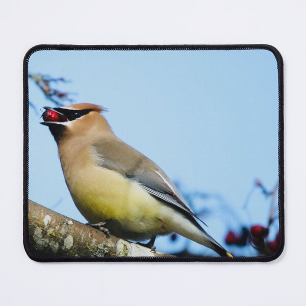 Item preview, Cedar Waxwing with a Rowan Berry designed and sold by Penwortham.