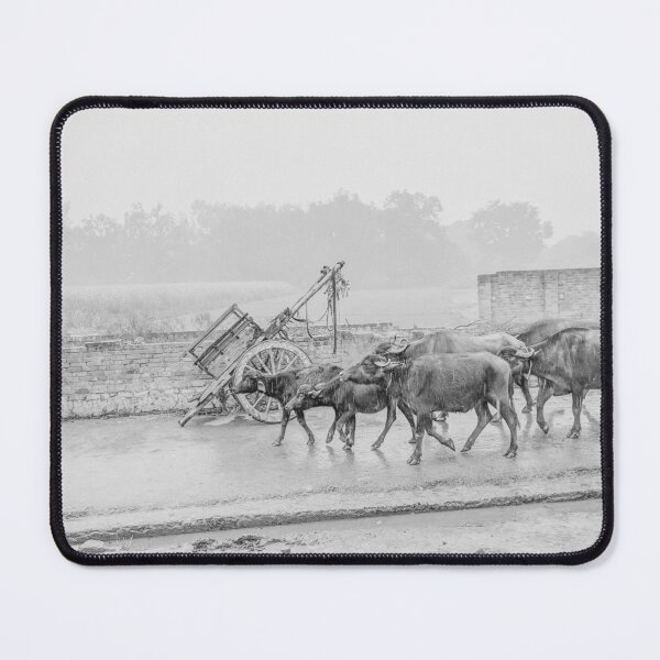 Item preview, Buffalos Marching in Rural Uttar Pradesh, India - Black & White designed and sold by ywphotos.