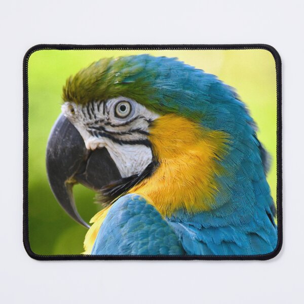 Item preview, Beautiful Blue and Gold Macaw designed and sold by richardbryce.