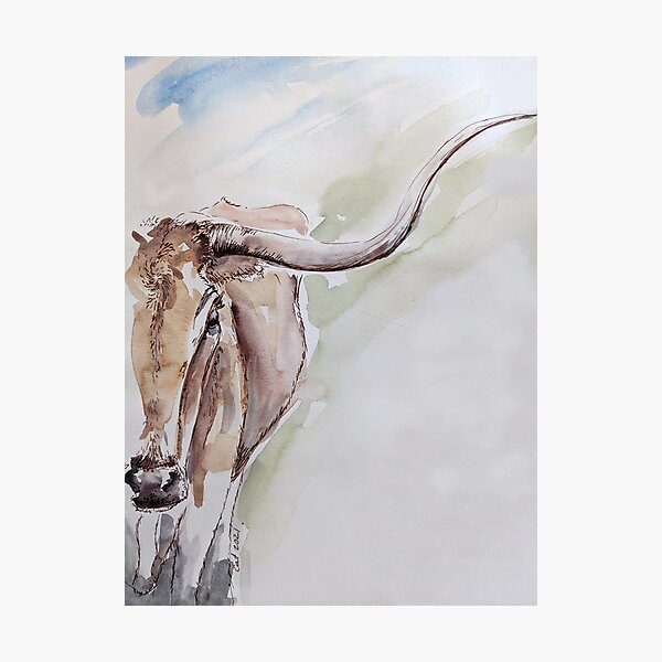 Texas Longhorn Photographic Print