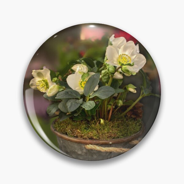 Artikelvorschau, Weihnachtsrose entworfen und verkauft von Alisonchambers2.