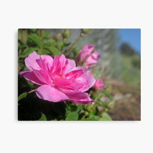 My Oh My - A Pink Rose Beauty Metal Print
