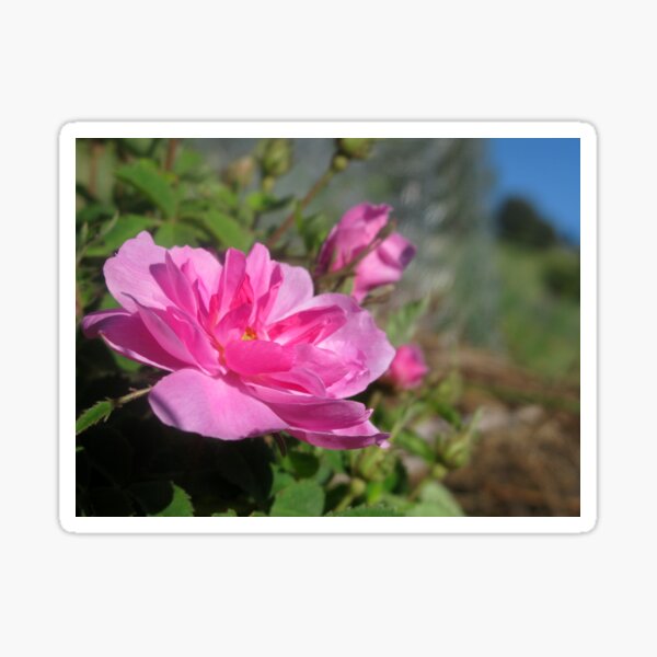 My Oh My - A Pink Rose Beauty Sticker