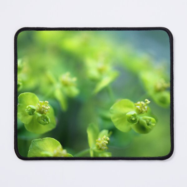 Item preview, Euphorbia designed and sold by cuprum.