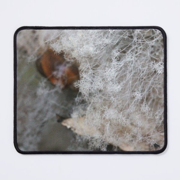 Item preview, Fungi on a fungus designed and sold by cuprum.