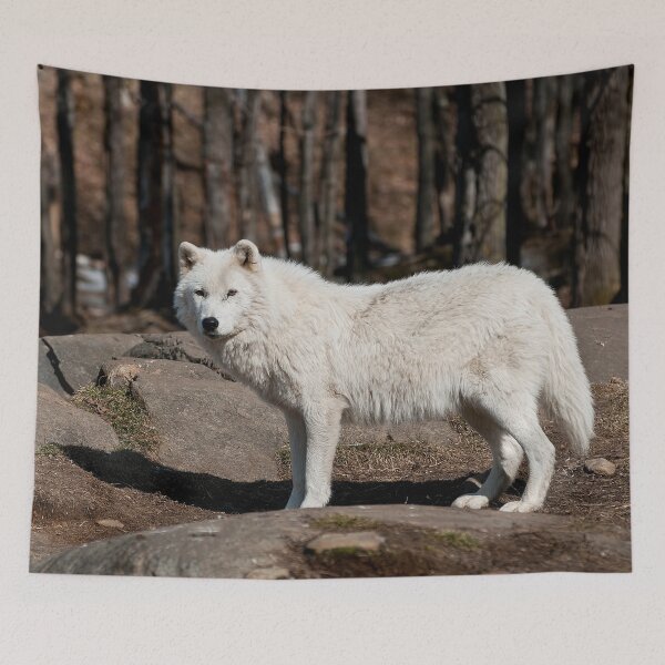Item preview, Arctic Wolf designed and sold by Michael Cummings.