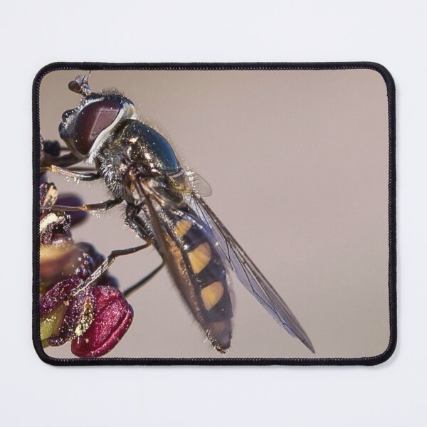 Item preview, A native bee in Australia designed and sold by shaynetwright.