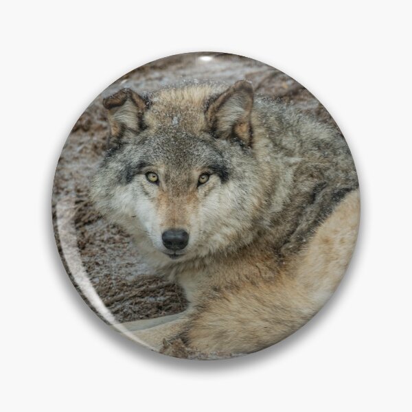 Artikelvorschau, Grauer Wolf legt sich hin entworfen und verkauft von Michael Cummings.