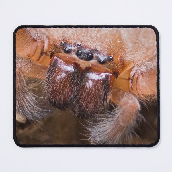 Item preview, Huntsman spider designed and sold by shaynetwright.