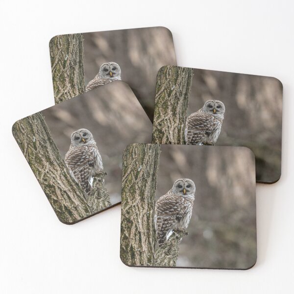 Item preview, Barred Owl In Tree designed and sold by Michael Cummings.
