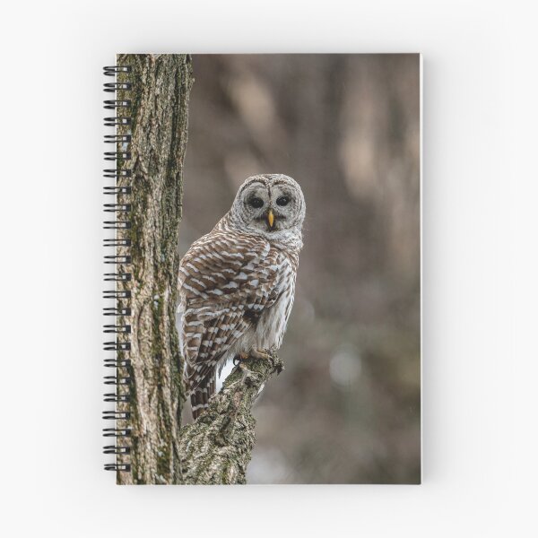 Item preview, Barred Owl In Tree designed and sold by Michael Cummings.
