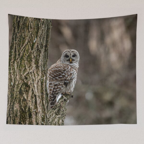 Item preview, Barred Owl In Tree designed and sold by Michael Cummings.