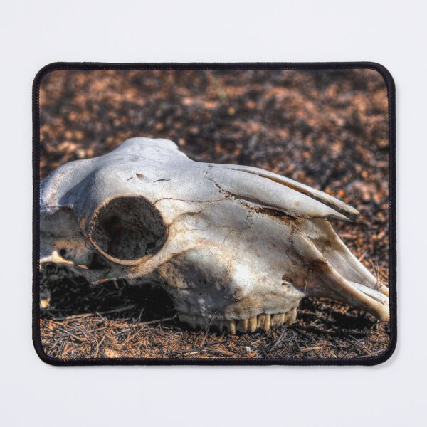 Item preview, Sheep skull designed and sold by shaynetwright.