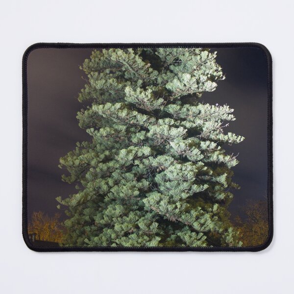 Item preview, Pine tree evening designed and sold by shaynetwright.