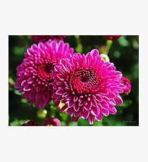 Fuchsia Mums Photographic Print