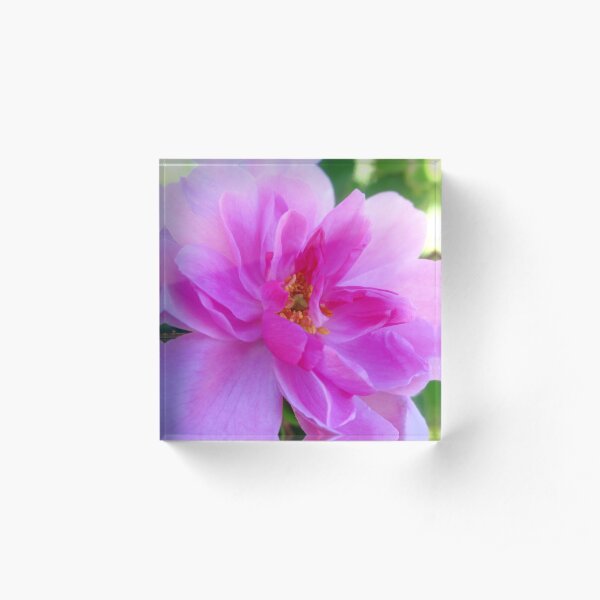 Absolute Beautiful Pink Rose Acrylic Block