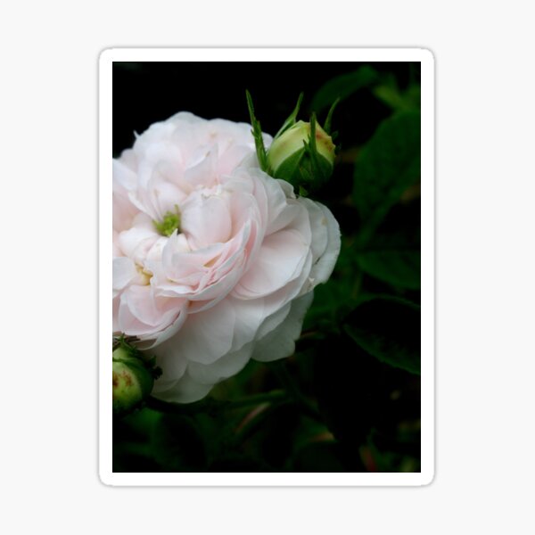 White and Soft Pink Rose Sticker