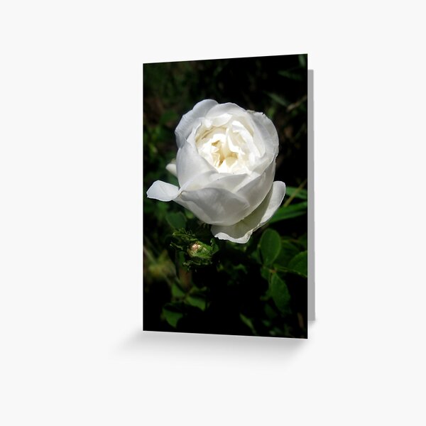 Pure White Beauty Greeting Card