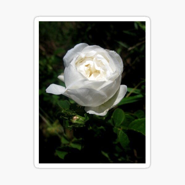 Pure White Beauty Sticker