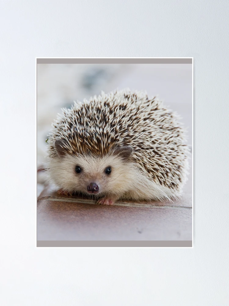 Hedgehog Face Funny Hair Cut Cute  Poster for Sale by alenaz