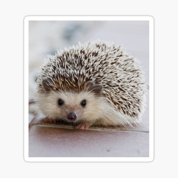 Item preview, Cute Little Hedgehog designed and sold by cgroenewald.