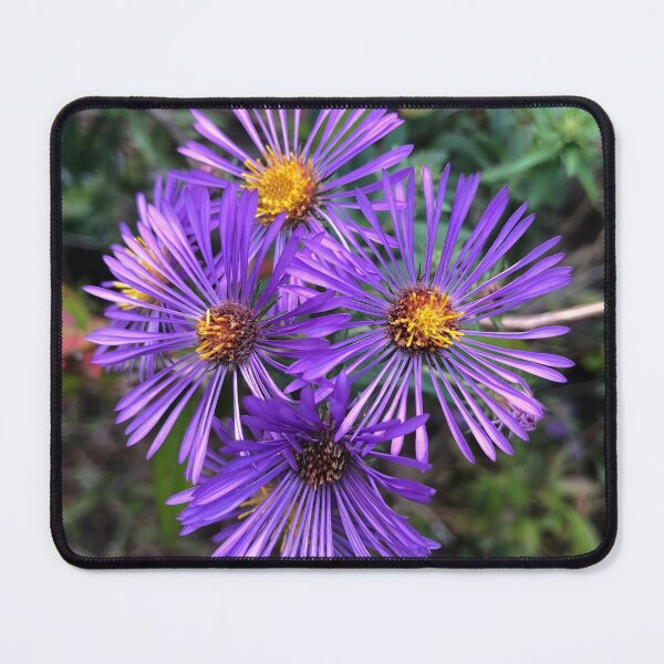 Item preview, New England Aster Flowers designed and sold by laceyyyann34.