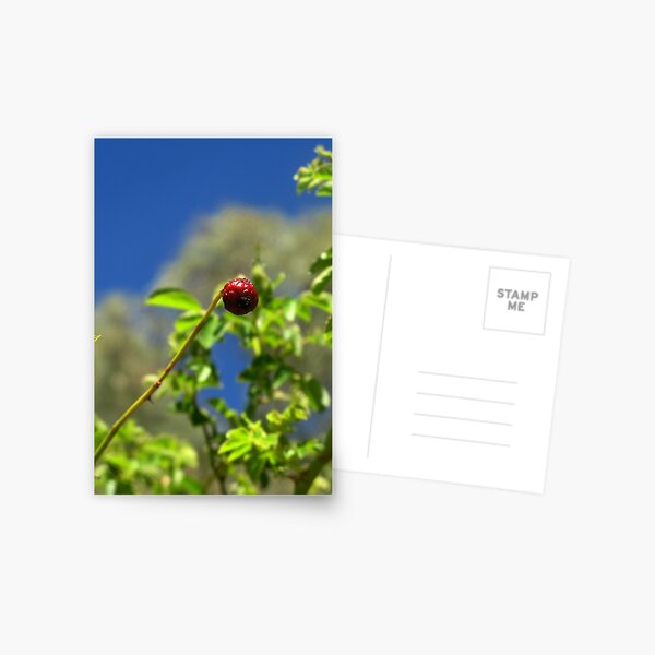 Rose Hip Bud Postcard