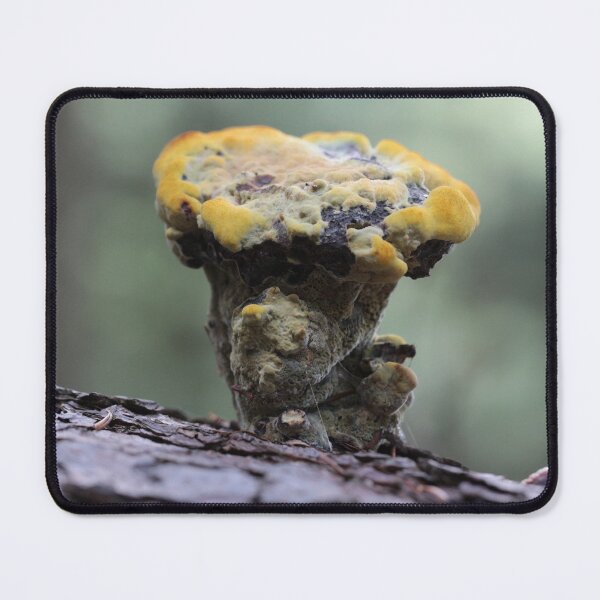 Item preview, Velvet-top Fungus designed and sold by cuprum.