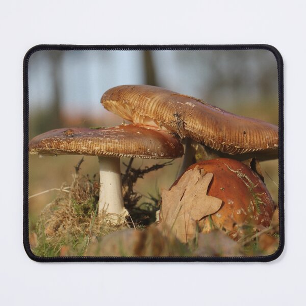 Item preview, Fly agaric threesome designed and sold by cuprum.