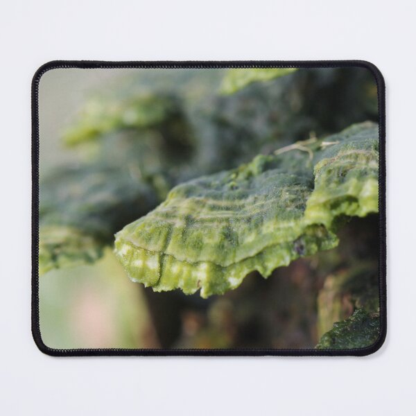 Item preview, Trametes in decay designed and sold by cuprum.