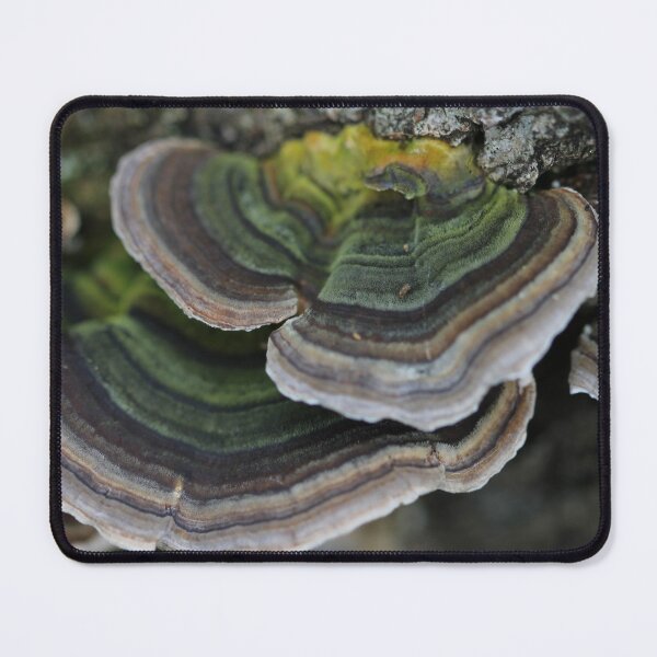 Item preview, Bracket fungus designed and sold by cuprum.