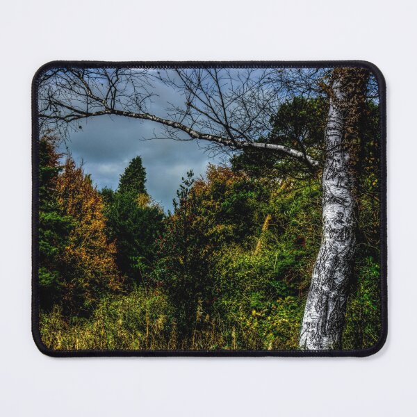 Item preview, Autumnal Silver Birch designed and sold by axp7884.
