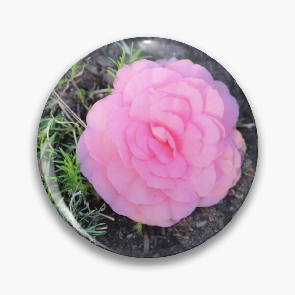 Item preview, Pretty Pink Reiger Begonia Flower in Garden designed and sold by JariHawk.