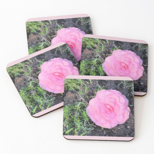 Item preview, Pretty Pink Reiger Begonia Flower in Garden designed and sold by JariHawk.