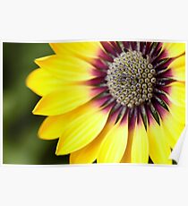 Yellow Osteospermum - Macro Flowers Poster