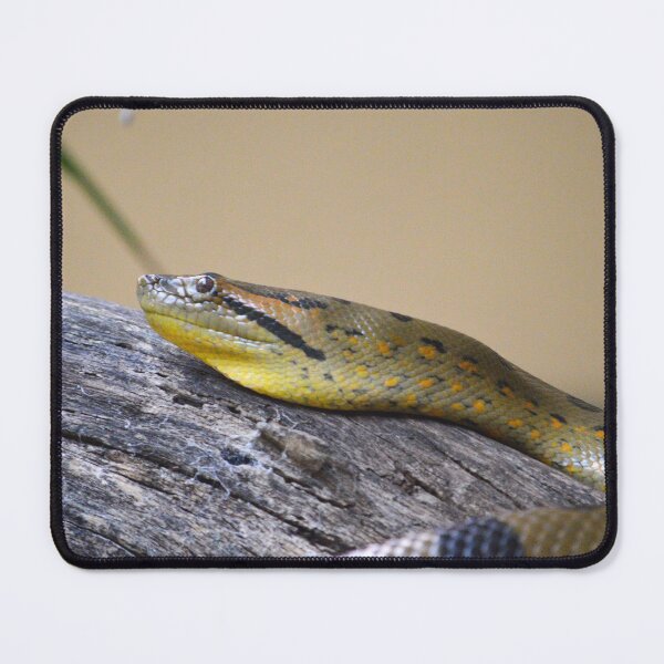 Item preview, Green Anaconda designed and sold by Nature's Reflections.