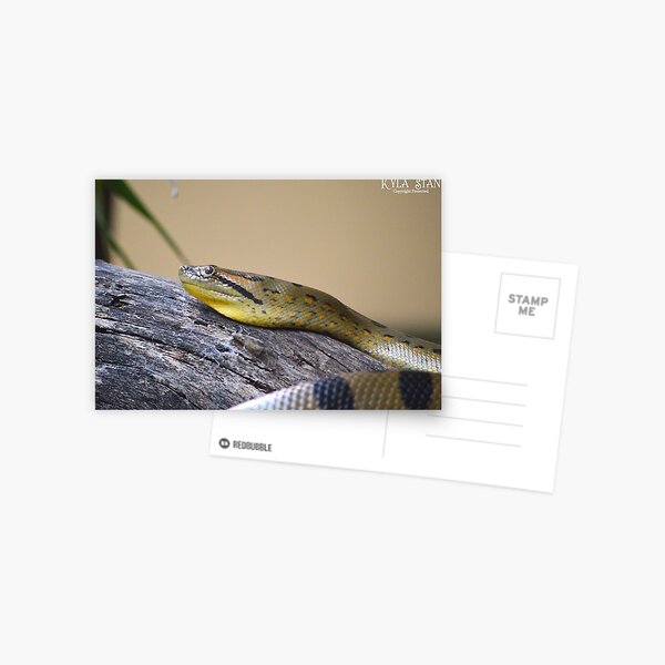 Green Anaconda Postcard