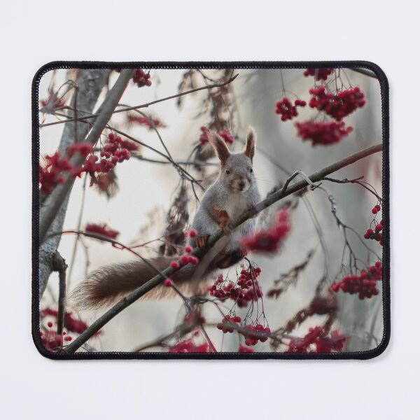 Item preview, Eurasian red squirrel and all those rowan berries designed and sold by Jouko Lehto Photography.