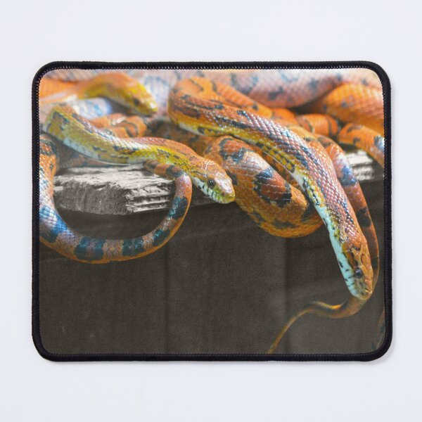 Item preview, Corn Snake Pile Up! designed and sold by Nature's Reflections.